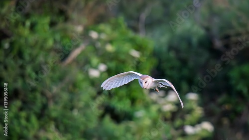 Fotografija Barn owl gliding through greenery.