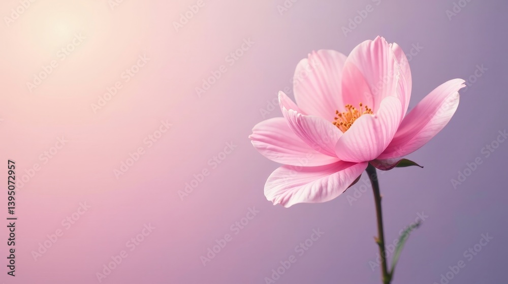 A Delicate Pink Flower Blossom Against a Soft, Pastel Background, Illuminated by Gentle Sunlight, Evoking Serenity and Tranquility A Delicate Pink Flower Blossom Against a Soft, Pastel Background, Illuminated by Gentle Sunlight, Evoking Serenity and Tranquility
