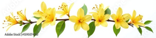 isolated honeysuckle lat Lonicera caprifolium flowers on white, botanical, purity