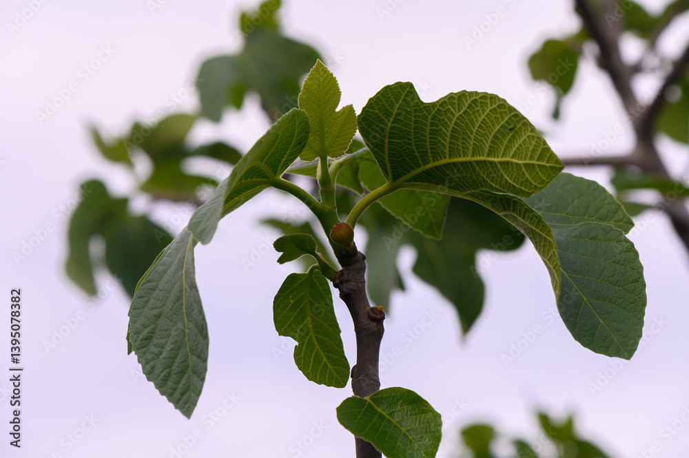 Fototapeta premium Fresh green leaves emerge from a branch under a soft cloudy sky in early spring