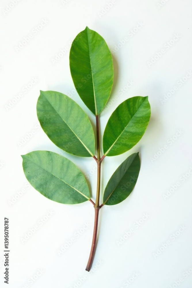 Obraz premium Single branch of a eucalyptus tree on white surface, natural, green, foliage