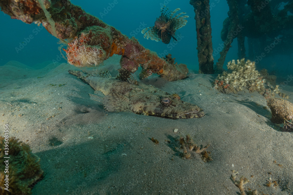 Fish swimming in the Red Sea, colorful fish, Eilat, Israel Fish swimming in the Red Sea, colorful fish, Eilat, Israel