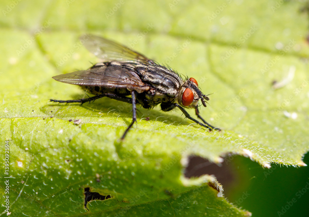 A fly is on a leaf
