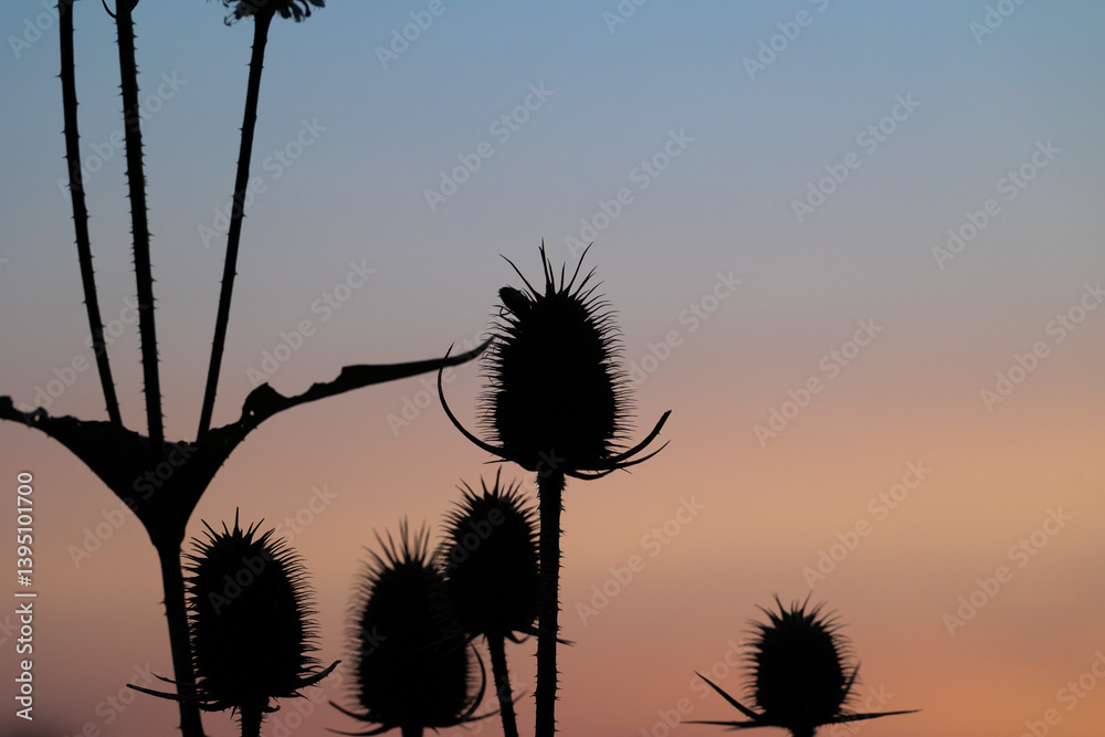 vista macro sulle sagome scure in controluce di varie piante di cardo dei lanaioli, a fine estate, in un ambiente naturale di campagna, in Italia, con cielo al tramonto sullo sfondo