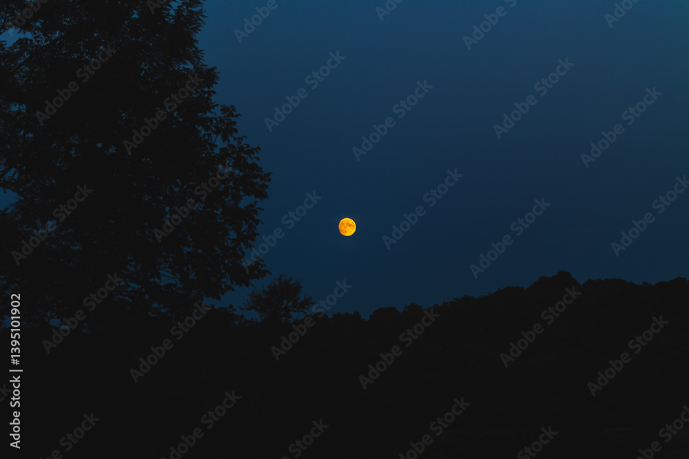 dettaglio di una bellissima luna piena e di color arancione, a fine estate, al crepuscolo, con cielo sereno, da un ambiente naturale di campagna nel nord Italia, con sagome nere di alberi