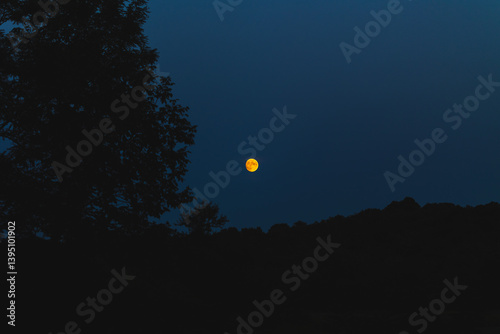 dettaglio di una bellissima luna piena e di color arancione, a fine estate, al crepuscolo, con cielo sereno, da un ambiente naturale di campagna nel nord Italia, con sagome nere di alberi 