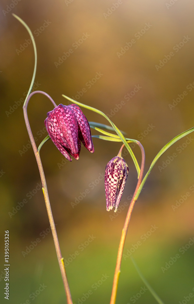Wiosenne kwiaty - Szachownica kostkowata ( Fritillaria meleagris ). Tapeta, dekoracja. Wiosna 2025