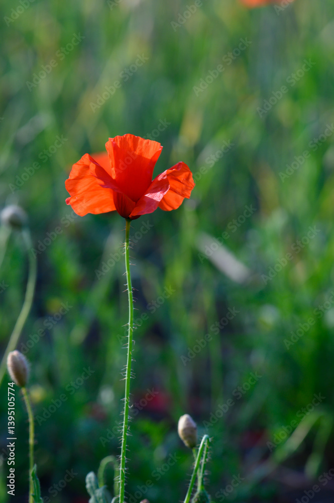 Vibrant red poppy blooming among lush green grass in a tranquil meadow at dawn
