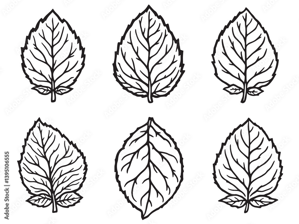 Obraz premium Sweet Basil line art in minimalist black and white