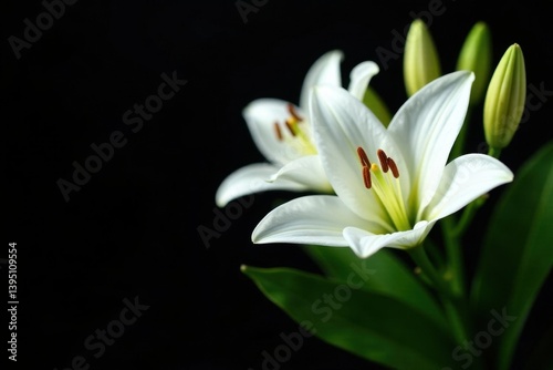 Close-up view of pristine white lily flowers, vibrant green foliage set against a dramatic black background , floral, garden, sharp