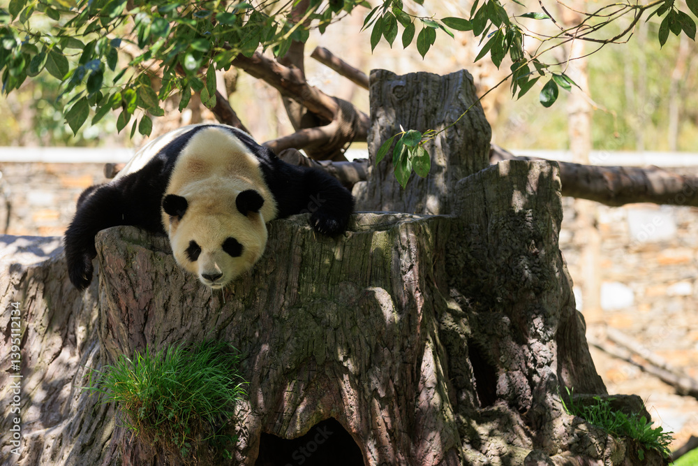 Fototapeta premium One giant panda sleeping in park