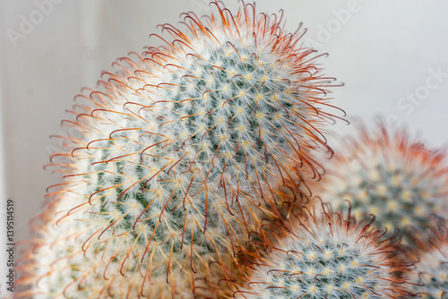 cactus close up