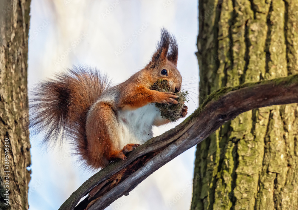 cute little animal red squirrel sits on tree trunk with moss in paws and teeth for nest arrangement in spring in forest cute little animal red squirrel sits on tree trunk with moss in paws and teeth for nest arrangement in spring in forest