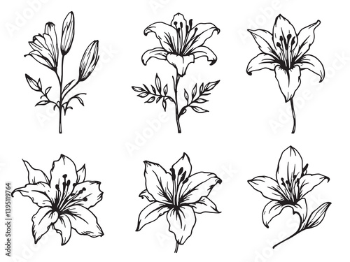 Tiger Lily line art showcasing the beauty of nature's elegance