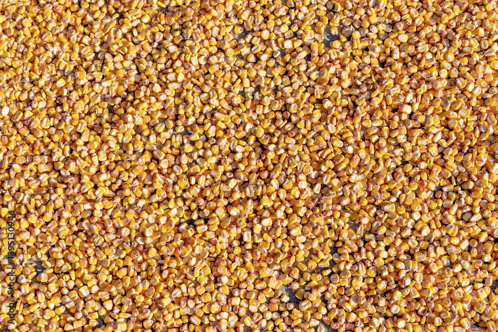 Scattered yellow corn grain on the ground Scattered yellow corn grain on the ground