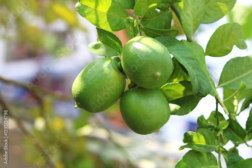 Wallpaper Mural Green Lemon tree in field, Green Lemons on tree ready to harvesting, Lime on tree in field Torontodigital.ca