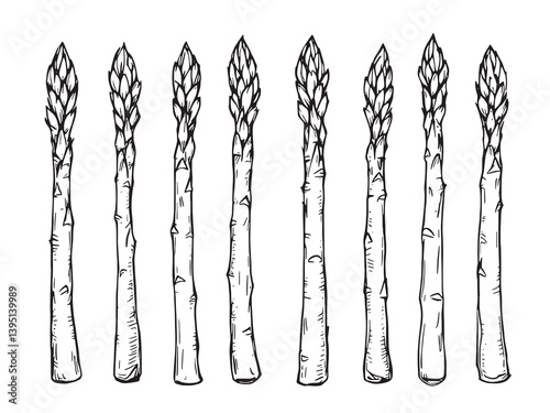 sparagus line art vegetable sketch healthy food drawing botanical illustration