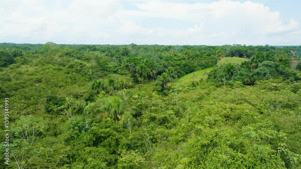 Drone Flight Over Amazon Jungle with Palms Near Santa María de Ojeal Village, Iquitos Drone Flight Over Amazon Jungle with Palms Near Santa María de Ojeal Village, Iquitos