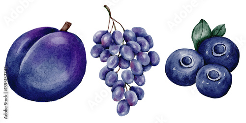 Illustration of plum grapes and blueberries, watercolor style, blue fruit png, hand drawn, summer fruit