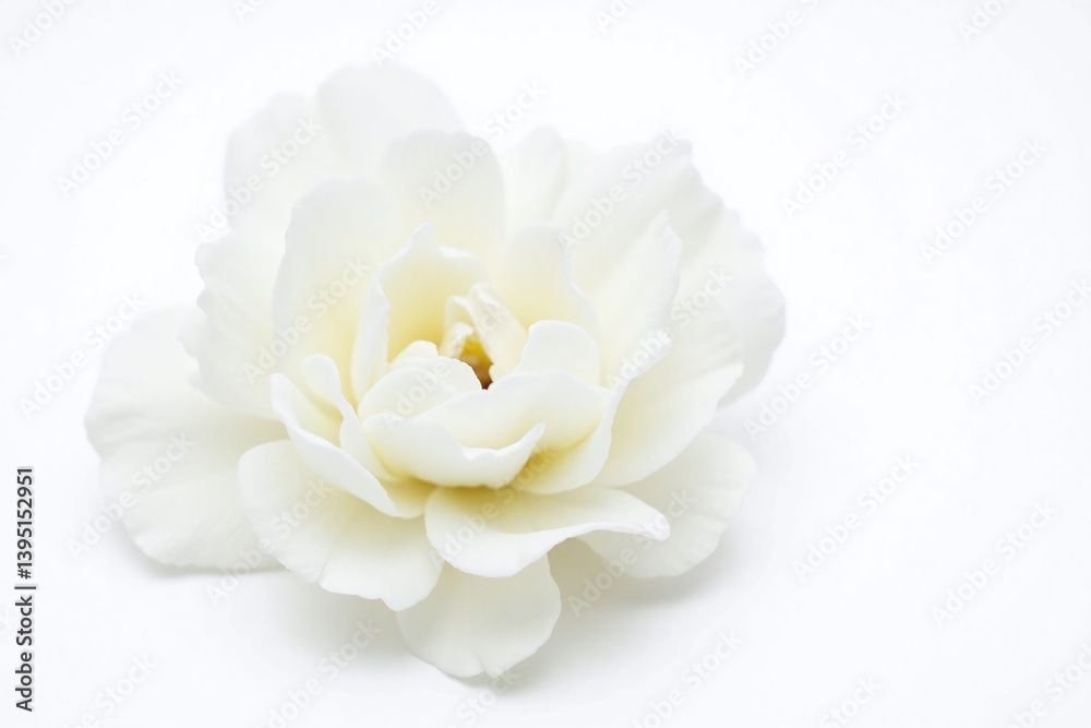 close up of a white carnation flower on a white background close up of a white carnation flower on a white background