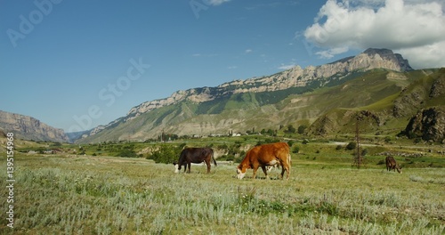 Cows graze in a pasture at the foot of green hills and rocky mountains