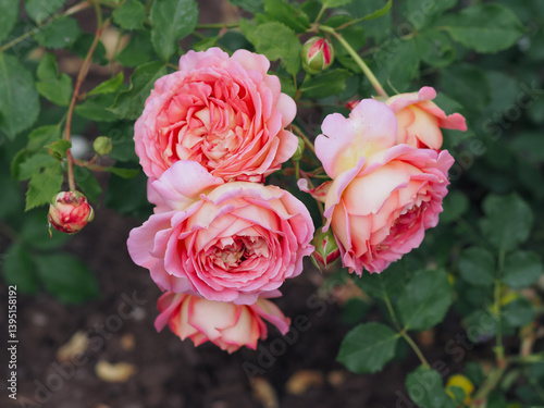 David Austin Rose Jubilee Celebration 