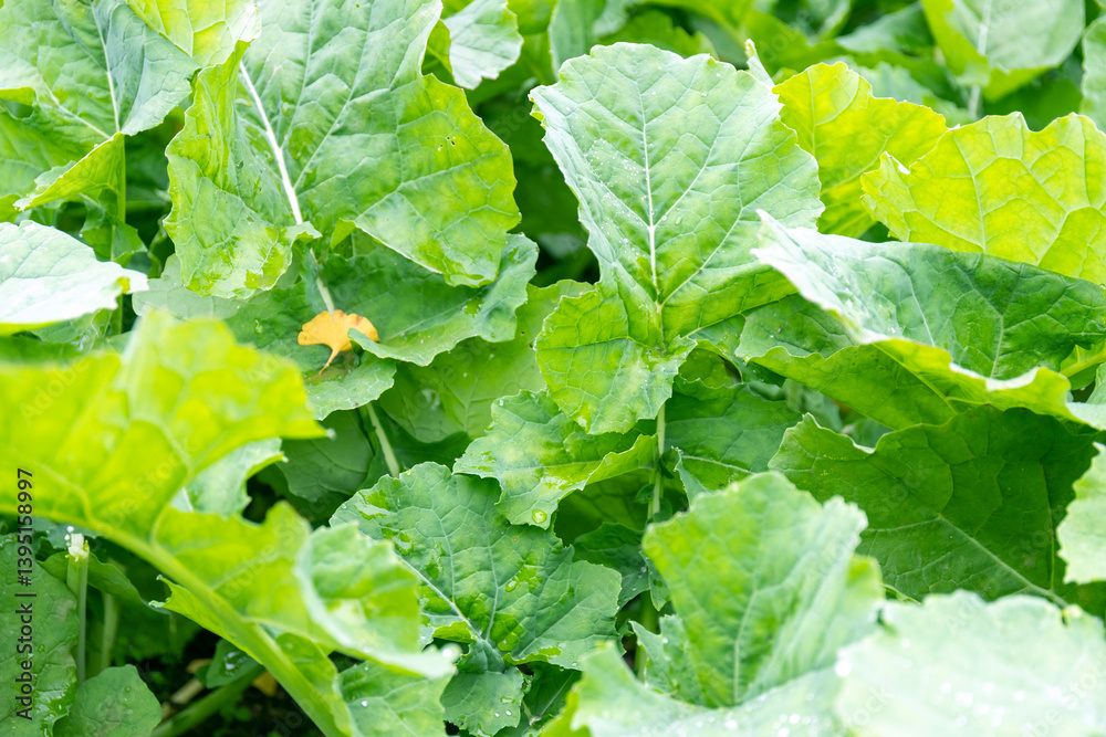 Fototapeta premium Lush green rapeseed leaves crops in farmland