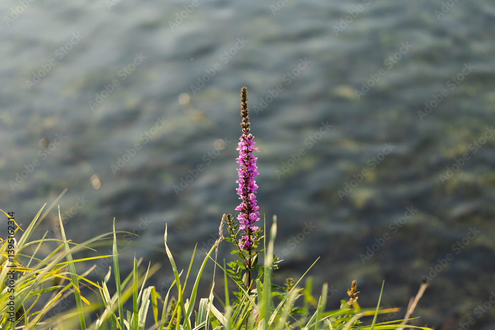 vista macro in primo piano di una pianta dal fusto alto e con tanti fiori color magenta in mezzo all'erba, di giorno, in estate, con un canale pieno d'acqua sullo sfondo