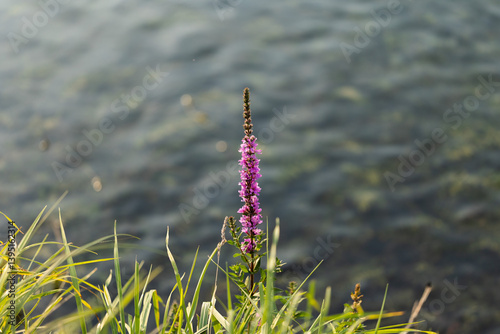Obraz na płótnie vista macro in primo piano di una pianta dal fusto alto e con tanti fiori color magenta in mezzo all'erba, di giorno, in estate, con un canale pieno d'acqua sullo sfondo w salonie