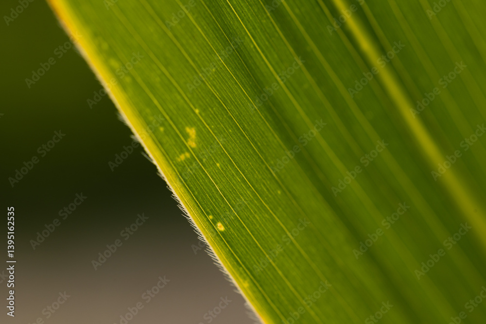 dettagli macro delle foglie verdi di piante di mais mature, a fine estate