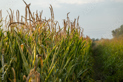 Obraz na płótnie dettagli di piante di mais in un ambiente di campagna, di giorno, a fine estate w salonie