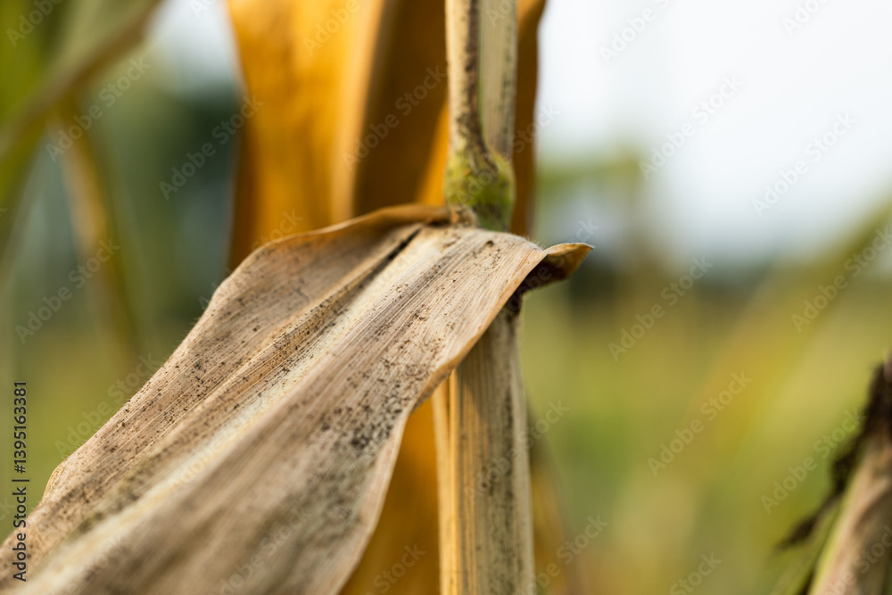 vista macro di una foglia e di parte del fusto secco di una pianta di mais, in estate