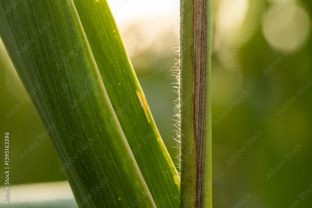 dettagli macro delle foglie verdi di piante di mais mature, a fine estate