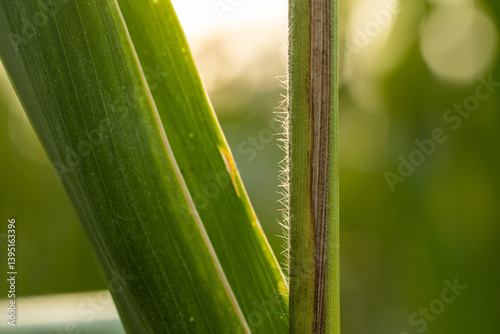 Obraz na płótnie dettagli macro delle foglie verdi di piante di mais mature, a fine estate w salonie