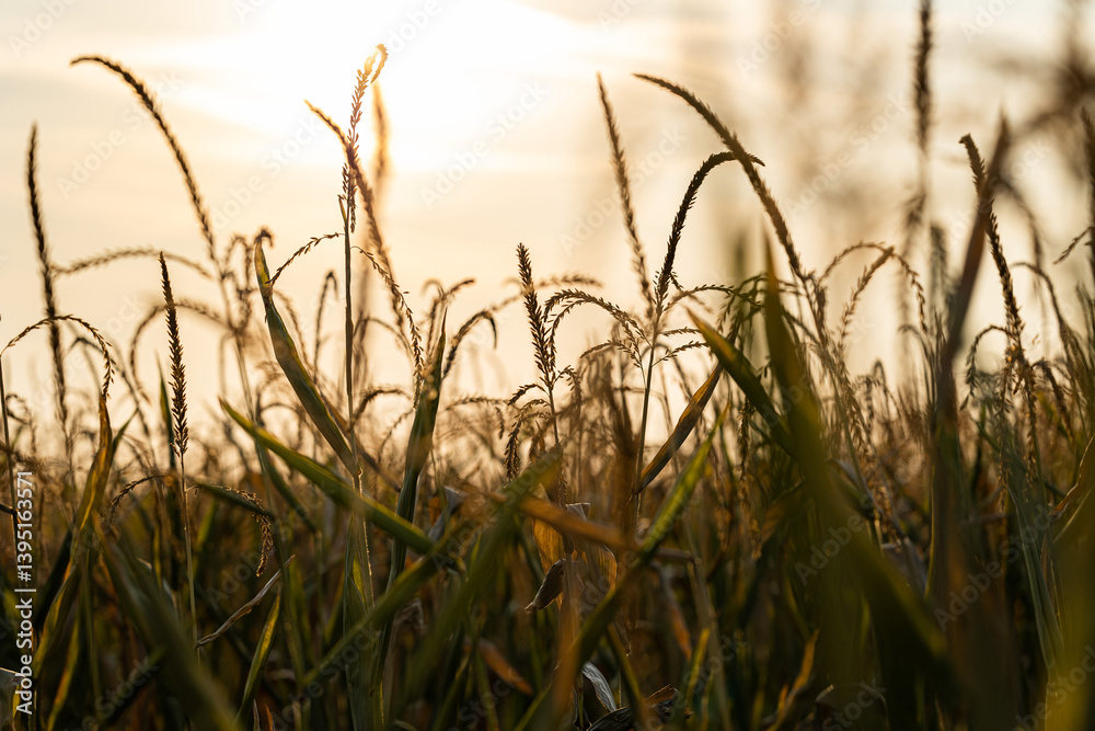 dettagli macro di alcune piante di mais mature, al tramonto, a fine estate, in un ambiente naturale di campagna in Italia