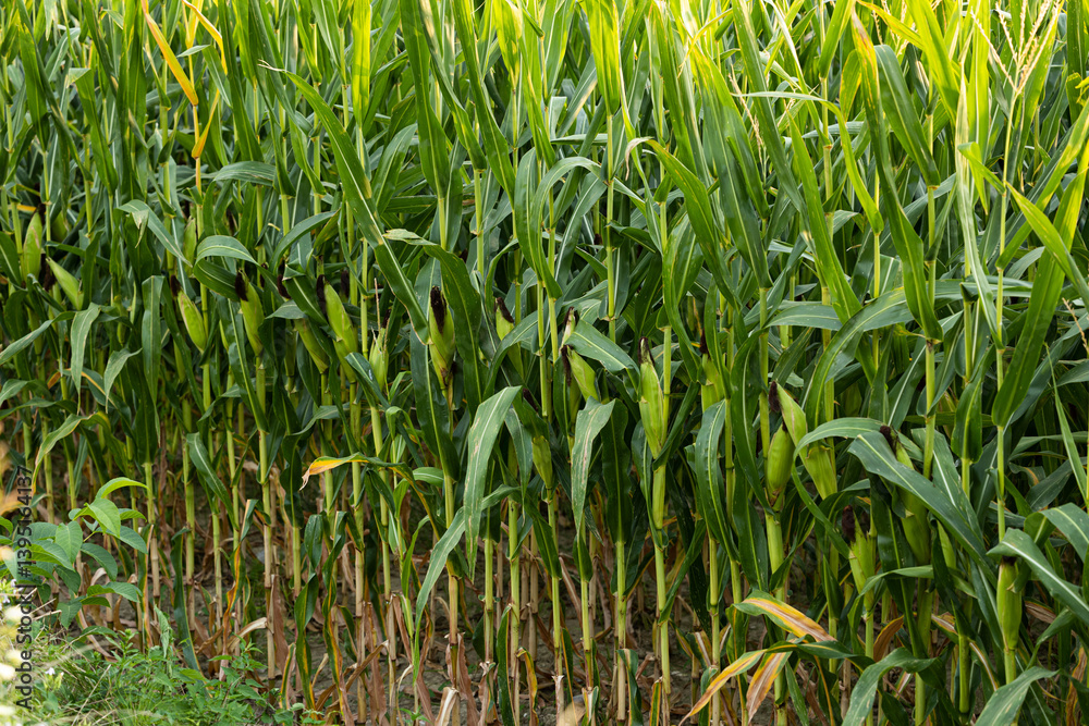 alte piante di mais verdi e con pannocchie mature in un campo coltivato, di giorno a fine estate