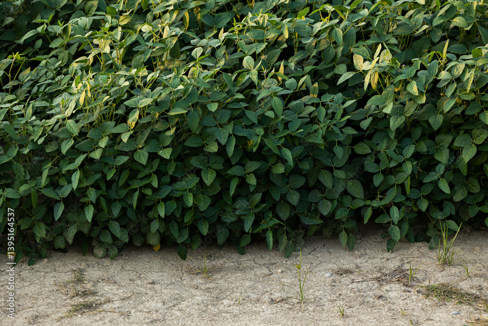 dettagli sulle piante mature e verdi di un campo di soia a fine estate
