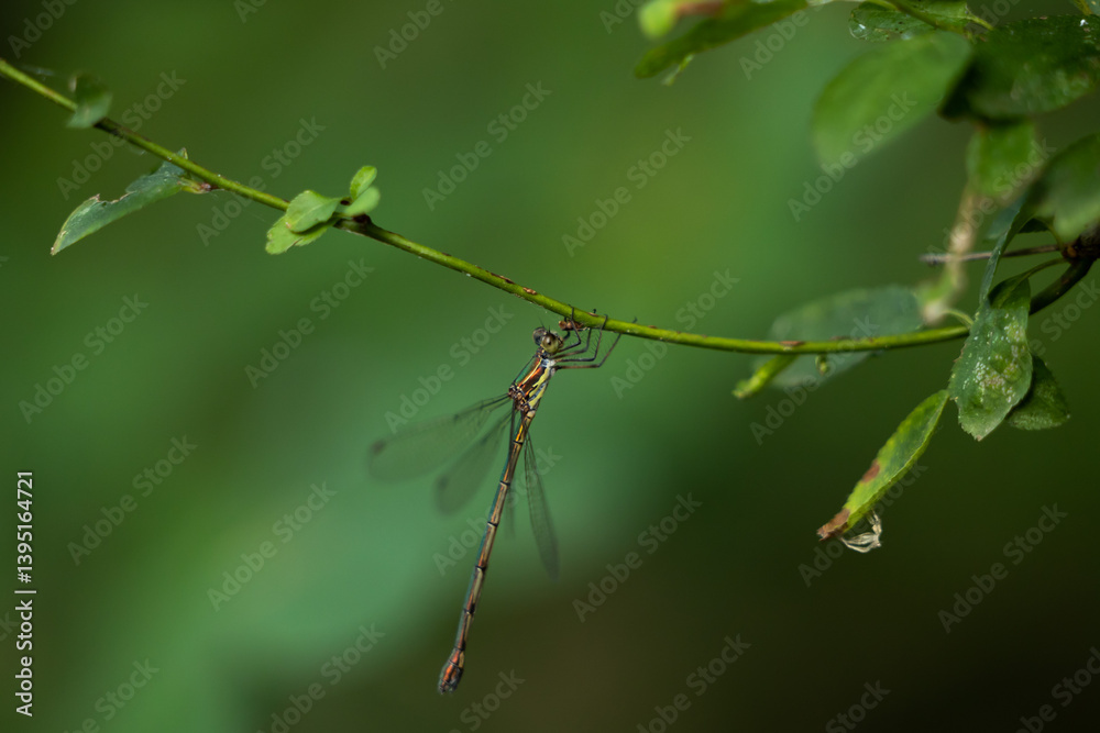 vista macro di una libellula ferma sul ramo sottile di una pianta, in un ambiente naturale, in estate, con sfondo verde,