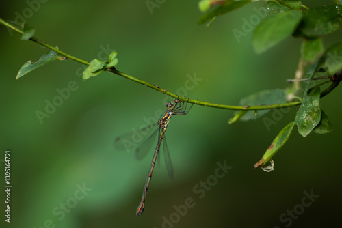 Obraz na płótnie vista macro di una libellula ferma sul ramo sottile di una pianta, in un ambiente naturale, in estate, con sfondo verde, w salonie