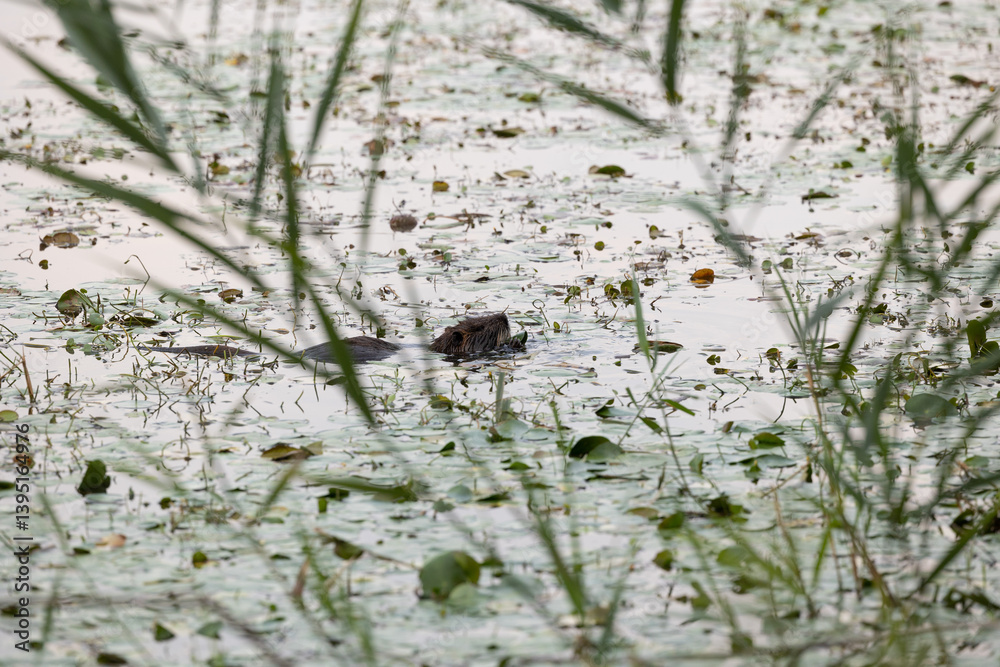 nutria che nuota tranquilla in mezzo alle acque di una palude fluviale