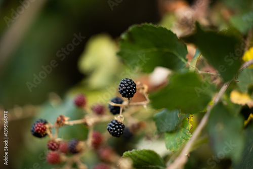 Obraz na płótnie vista macro dei frutti rossi e neri di una pianta di rovo selvatico, in estate w salonie