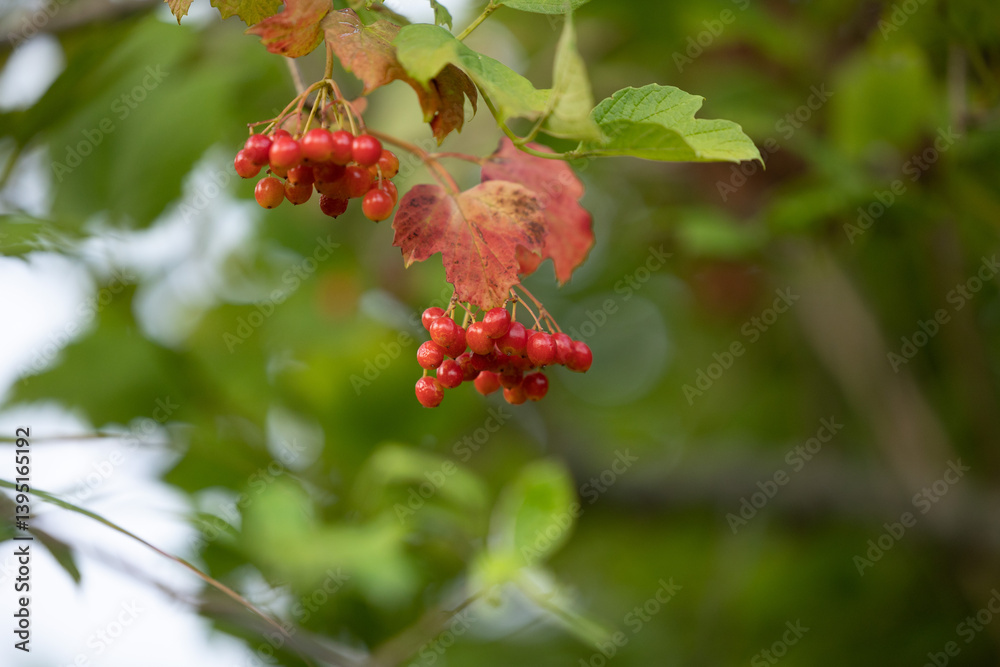 vista macro delle piccole bacche rosse di una pianta in estate, in Italia
