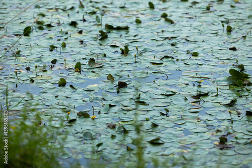 superficie d'acqua di palude coperta da uno strato di foglie verdi acquatiche tipo ninfee