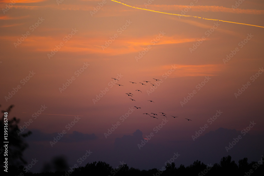 sagome di un piccolo stormo di uccelli che volano in un ambiente naturale di campagna, con cielo leggermente nuvoloso al tramonto e di color arancione sullo sfondo