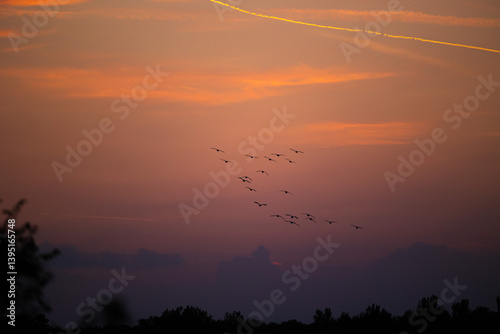 Obraz na płótnie sagome di un piccolo stormo di uccelli che volano in un ambiente naturale di campagna, con cielo leggermente nuvoloso al tramonto e di color arancione sullo sfondo w salonie