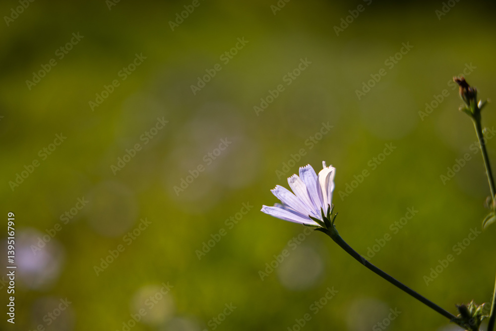 vista macro in primo piano di un fiore, color viola chiaro, di cicoria comune, con sfondo sfuocato e verde, di giorno, in estate