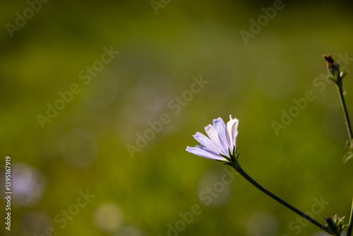 Obraz na płótnie vista macro in primo piano di un fiore, color viola chiaro, di cicoria comune, con sfondo sfuocato e verde, di giorno, in estate w salonie