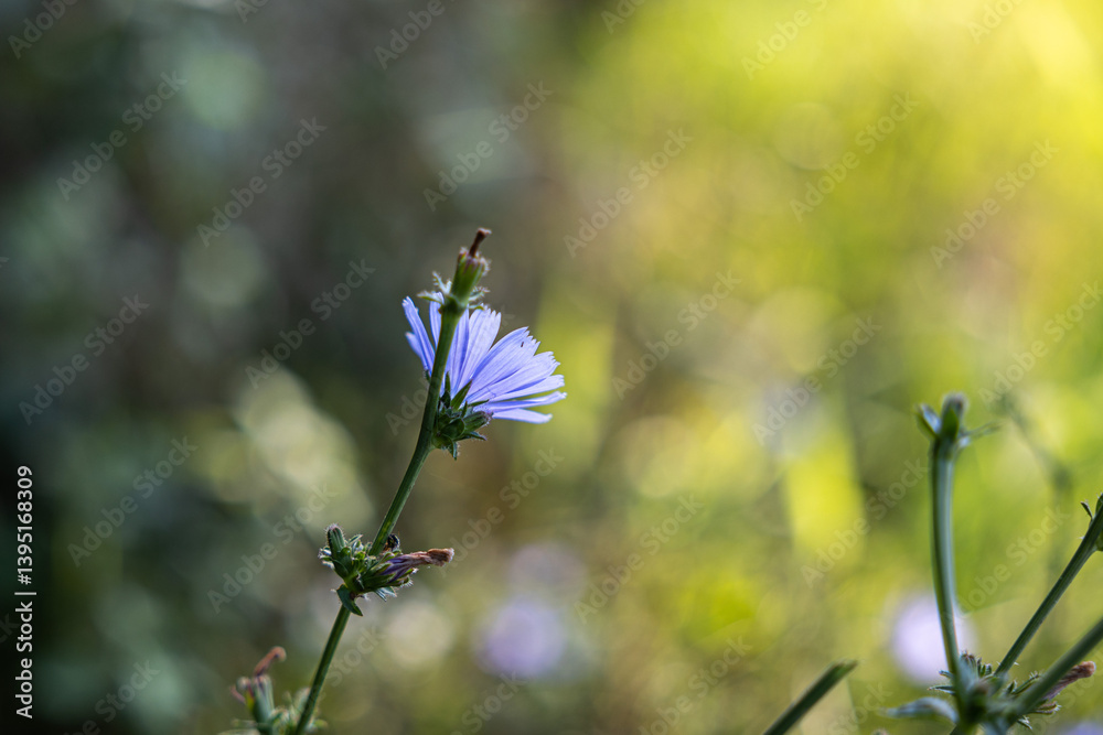vista macro di un fiore viola su una pianta di cicoria comune, con bellissimo sfondo sfuocato, illuminato e dai colori brillanti, con effetto bokeh