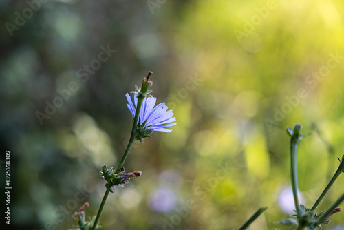 Obraz na płótnie vista macro di un fiore viola su una pianta di cicoria comune, con bellissimo sfondo sfuocato, illuminato e dai colori brillanti, con effetto bokeh w salonie