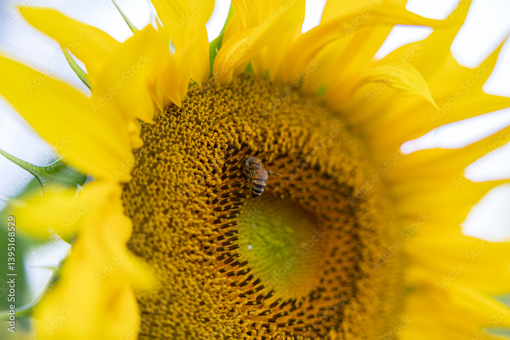 vista macro di un'ape su un fiore di girasole, di giorno, in estate, in un ambiente naturale